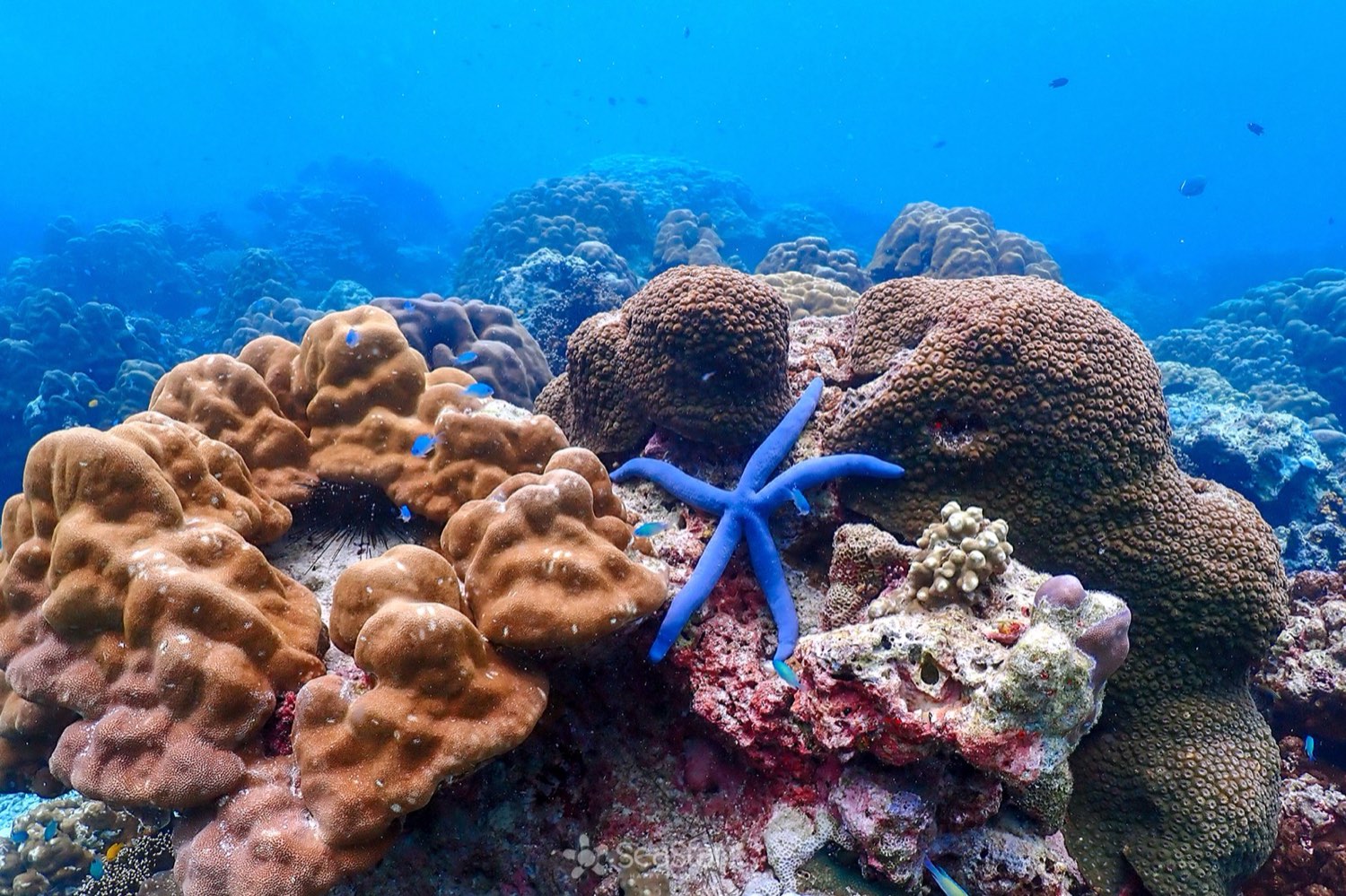 SURIN ISLANDS
