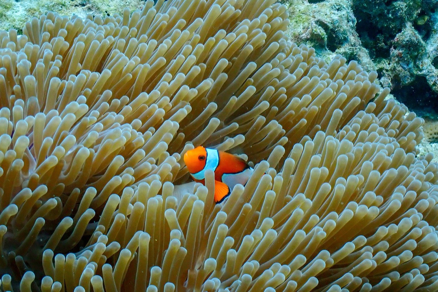 SURIN ISLANDS