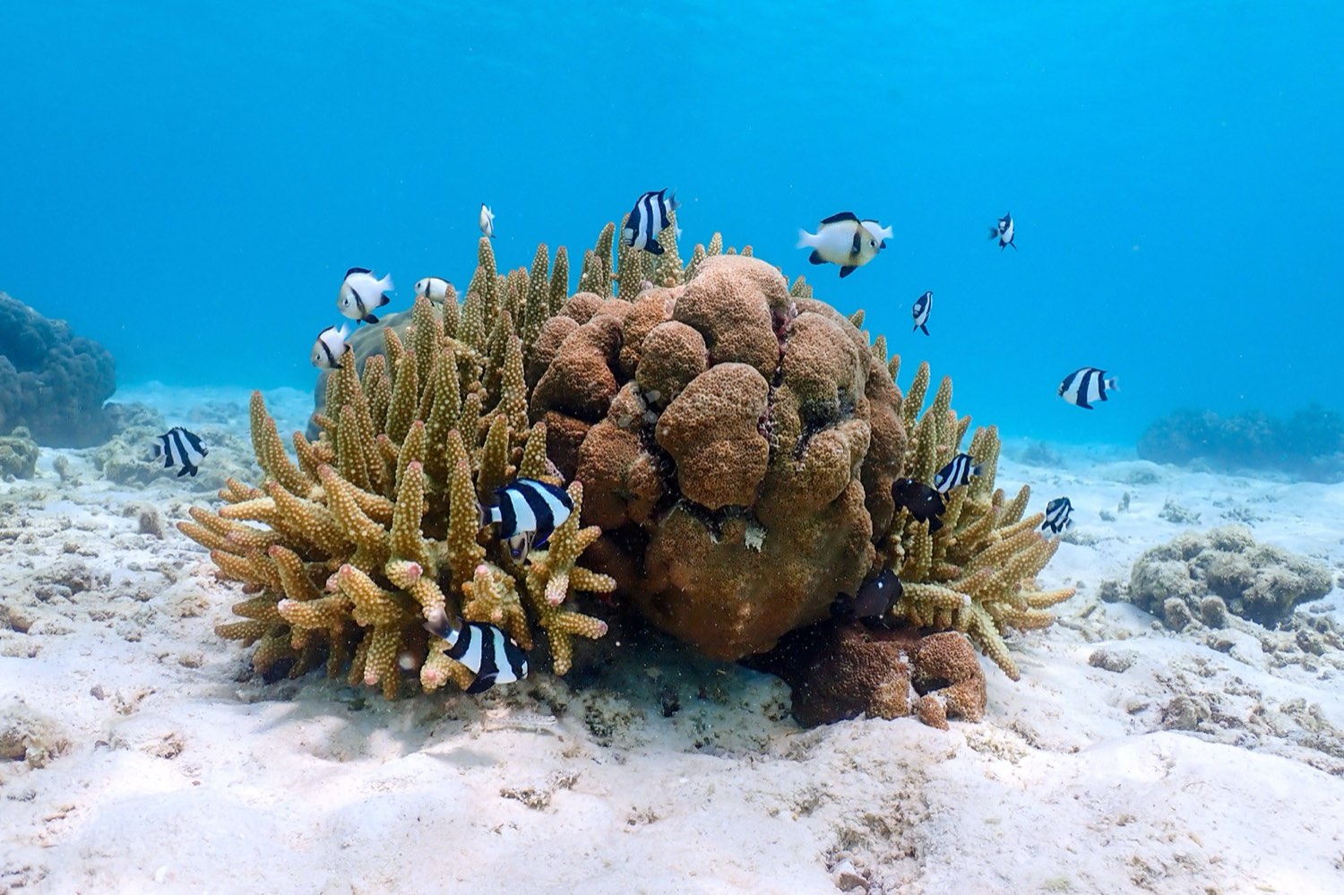 SURIN ISLANDS